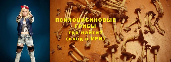 прущие грибы Аркадак